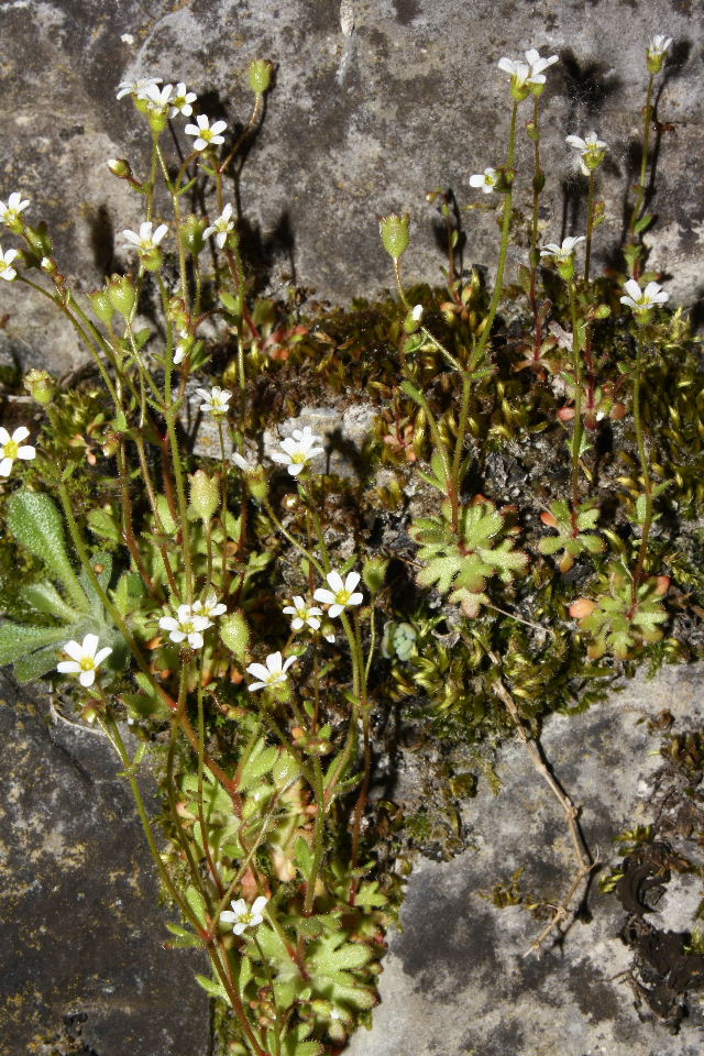 Saxifraga tridactylites / Sassifraga annuale